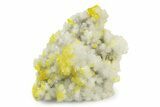 Striking Yellow Sulfur Crystals on Celestine (Celestite) - Italy #243401-1